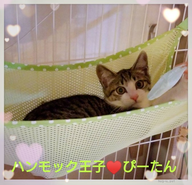 猫の里親募集】千葉県・雑種・♥ボクは ラッキーBOY ぴーたん♥（ID