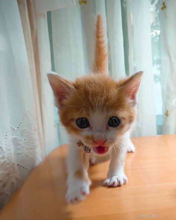 猫の里親募集】千葉県・雑種・おとぼけ顔に前髪ばっつん❤️ゆるキャラ