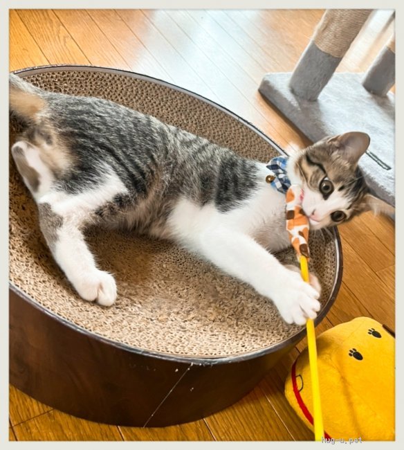 【送料込】2，000円～　1円スタート同然　ペット　ケージ 猫の里親募集千葉県・雑種・❤️猫にも人にも甘え上手な 可愛いいく