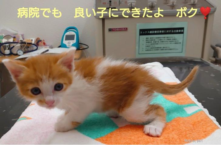 猫の里親募集】千葉県・雑種・おとぼけ顔に前髪ばっつん❤️ゆるキャラ