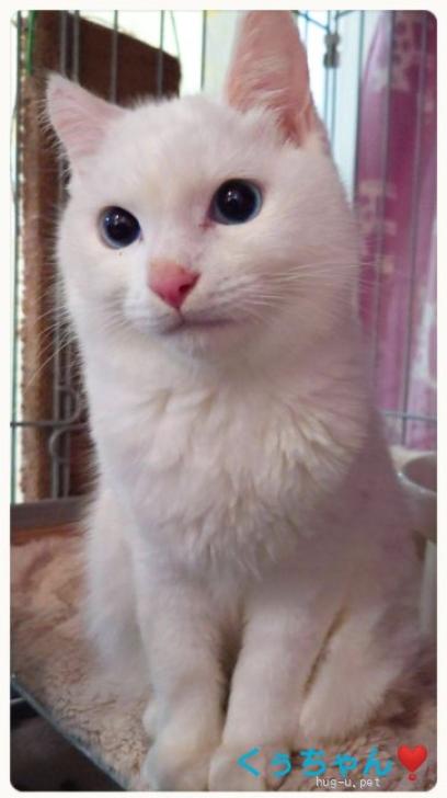猫の里親募集】千葉県・雑種・青い瞳の真っ白天使?甘えん坊くうちゃん 