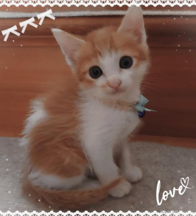 猫の里親募集】千葉県・雑種・おとぼけ顔に前髪ばっつん❤️ゆるキャラ