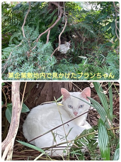 猫の里親募集】千葉県・雑種・❤️青い瞳の 可憐な白猫ブランちゃん