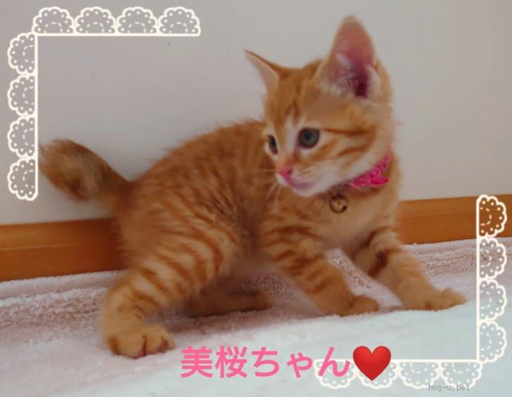 猫の里親募集】千葉県・雑種・♥可愛い茶トラばっかり５兄弟②美桜ちゃん♥（ID:2306-02109）｜ハグー -みんなのペット里親情報