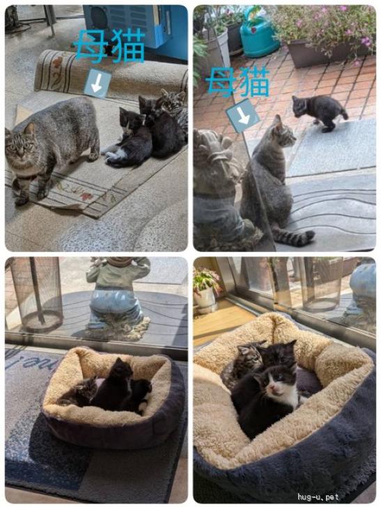 猫の里親募集】千葉県・雑種・個性的な黒白ハチワレ模様がキュート