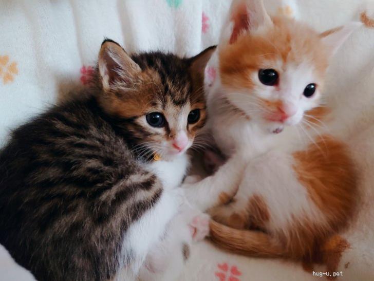 猫の里親募集】千葉県・雑種・おとぼけ顔に前髪ばっつん❤️ゆるキャラ