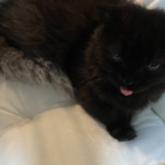 スコティッシュフォールド