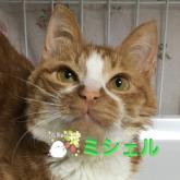 雑種