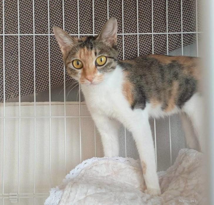 猫の里親募集】神奈川県・雑種・甘え下手な優しいママ【サン】（ID