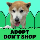 柴犬