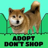 柴犬
