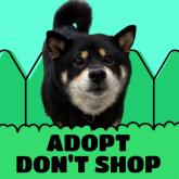 柴犬