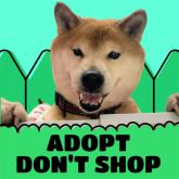 柴犬