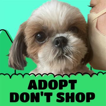 オーダー受付　シーズー　ご予約ページ　8/9 犬 × シーズーの里親募集一覧｜ハグー -みんなのペット里親情報