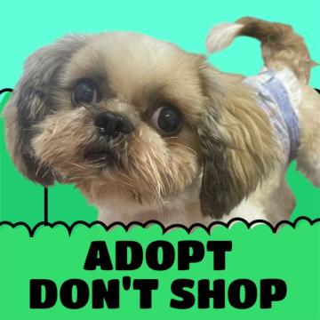 犬 × シーズーの里親募集一覧｜ハグー -みんなのペット里親情報