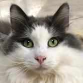 ノルウェージャンフォレストキャット