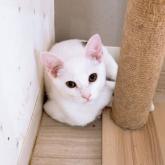 雑種