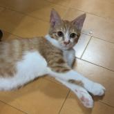 雑種
