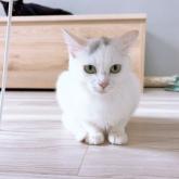 雑種
