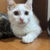 雑種