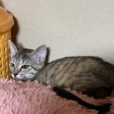 雑種