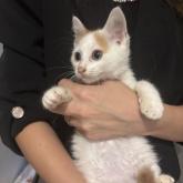 雑種