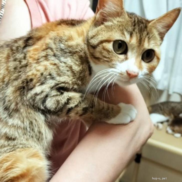 猫の里親募集】和歌山県・雑種・美人猫 そらちゃん（ID:2305-00390