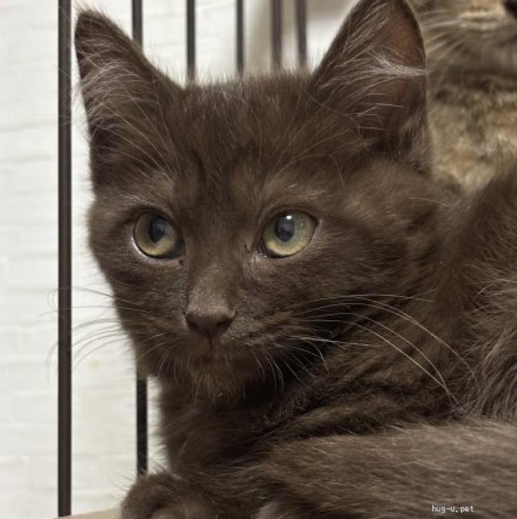 猫の里親募集】和歌山県・雑種・チームN マイペースなベアくん（ID