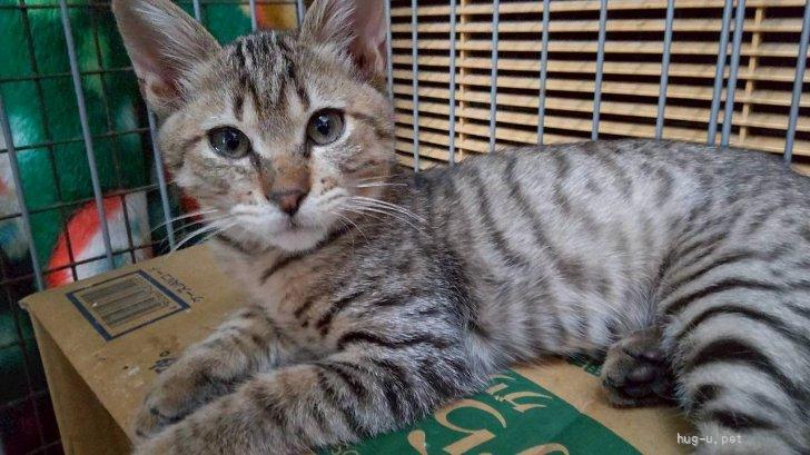 猫の里親募集】和歌山県・雑種・人馴れ抜群 人間大好き猫も好き みかん