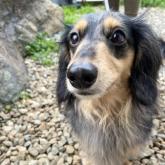 ミニチュアダックスフンド(ロング)