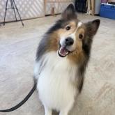 シェットランドシープドッグ