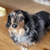 ミニチュアダックスフンド(ロング)