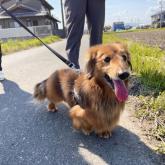 ミニチュアダックスフンド(ロング)