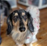 ミニチュアダックスフンド(ロング)