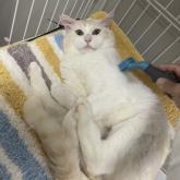 雑種