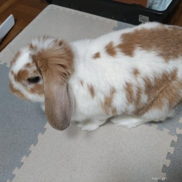 ロイヤルクラウンダービー うさぎ ニューイヤーラビット 可愛い ロップイヤーラビットの仔ウサギたちです。 #ミニロップ 置物