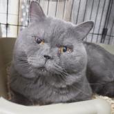 ブリティッシュショートヘア