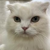 スコティッシュフォールド