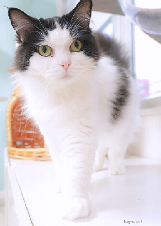 猫の里親募集】埼玉県・スコティッシュMIX・ツンデレ女子♡キラちゃん