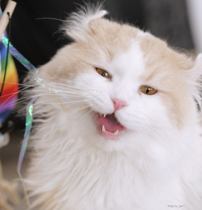 猫の里親募集】埼玉県・アメリカンカール・おっきな暴れん坊💥カール