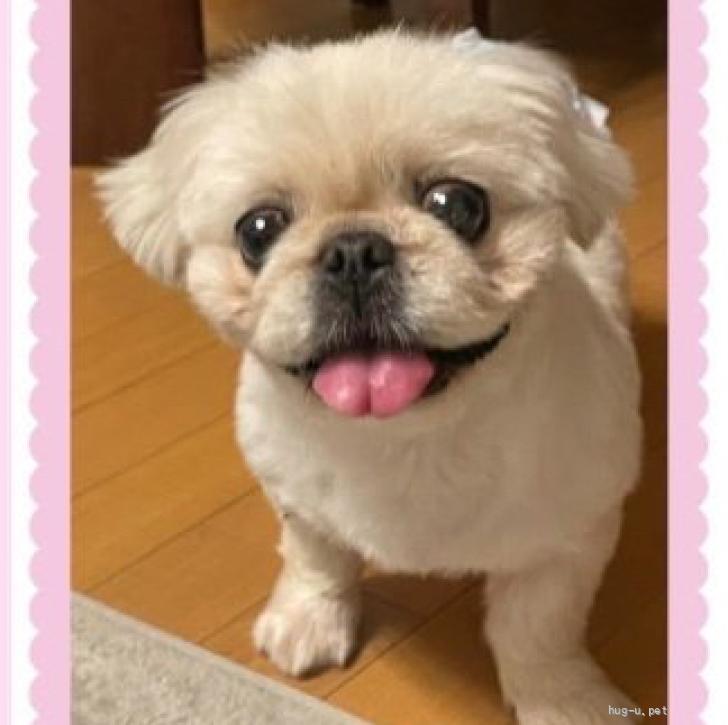 犬の里親募集】広島県・ペキニーズ・小ぶりなこまめちゃん（ID:2602