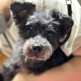 ミニチュアシュナウザー