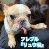 フレンチブルドッグ