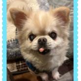 チワワ(ロング)