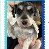 ミニチュアシュナウザー