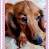 ミニチュアダックスフンド(ロング)