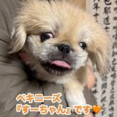 ペキニーズ