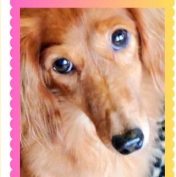 ハンドメイド オーダー受付ページ ♡フルーツパラダイス ミニチュア