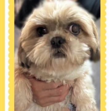 シーズーボク様、専用です。 犬 × シーズーの里親募集一覧｜ハグー -みんなのペット里親情報
