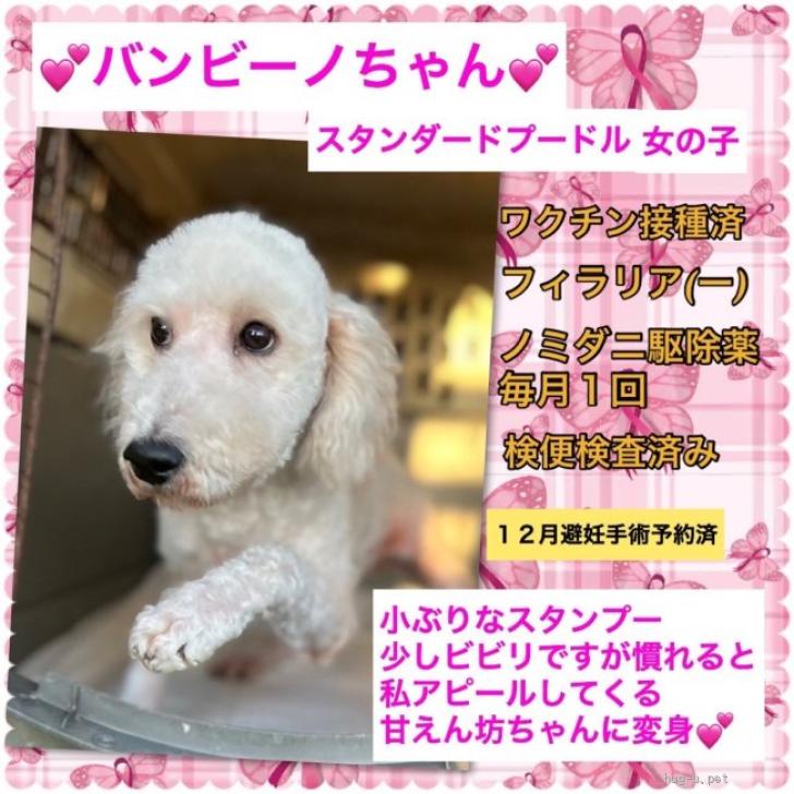 犬の里親募集】広島県・スタンダードプードル・スタンプーの女の子バンビーノです。（ID:2311-01340）｜ハグー -みんなのペット里親情報